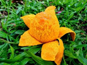 Alternative view of সাতক্ষীরার হিমসাগর আম ( ১২ কেজি )