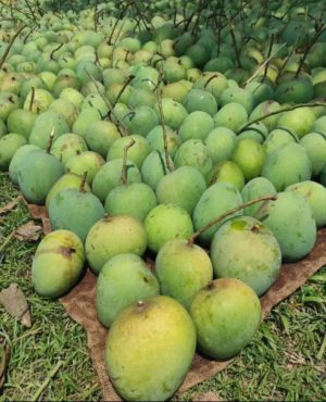 Alternative view of সাতক্ষীরার গোবিন্দভোগ আম ( ৪০ কেজি )