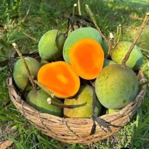 সাতক্ষীরার গোবিন্দভোগ আম ( ৪০ কেজি )